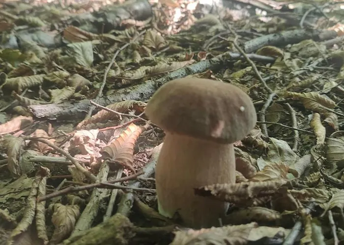 Gory Bardzkie 公寓