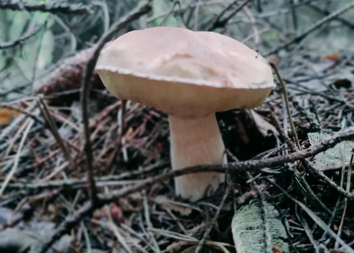 公寓 Gory Bardzkie *