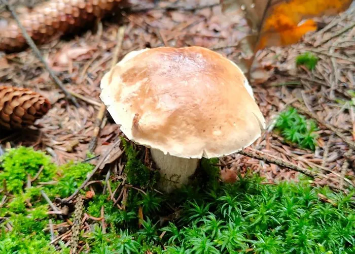 公寓 Gory Bardzkie